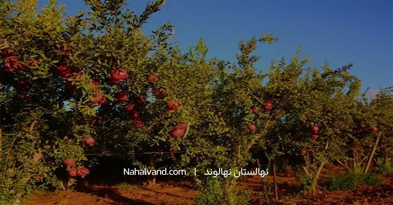 شرایط اقلیمی و خاک مناسب برای کاشت نهال انار