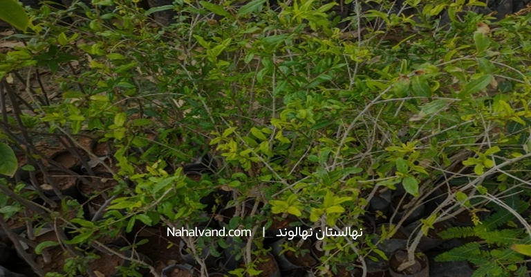 فصل مناسب کاشت انار