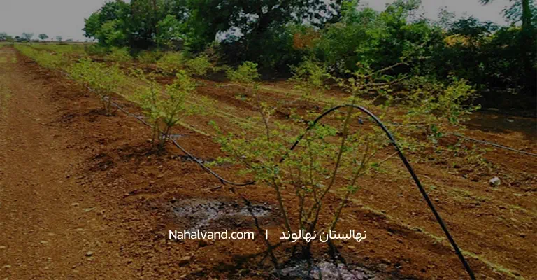 ابیاری قطره ای درخت انار
