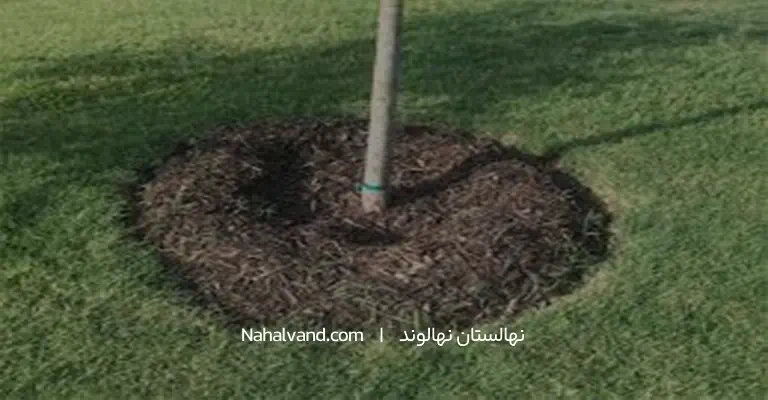 مراقب بعد کاشت