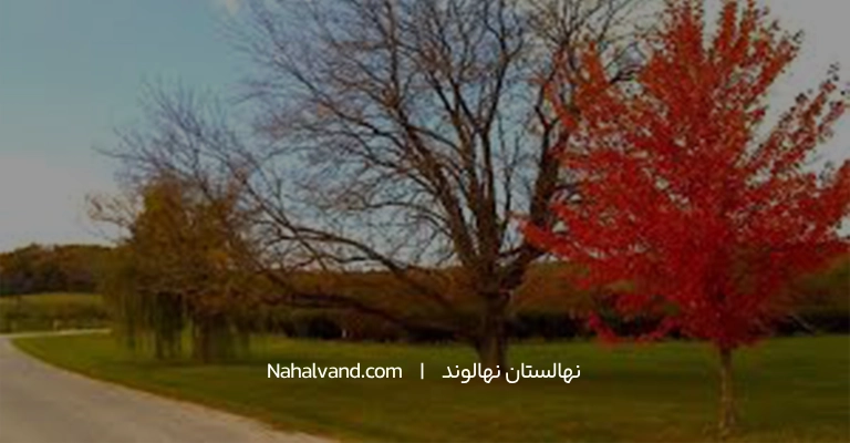 کاشت انار در فصل پاییز