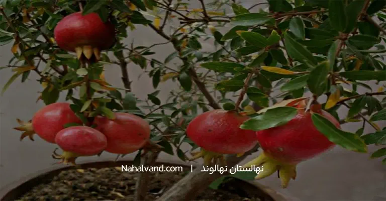 کاشت نهال انار