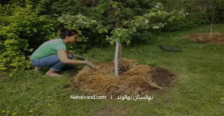کاشت نهال