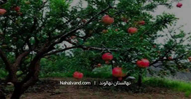 کود درفصل مختلف