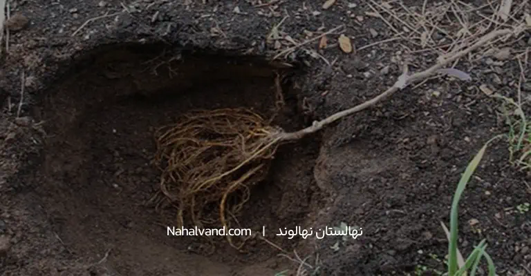 عمق گودال برای کاشت نهال انار