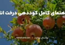 چرا کوددهی برای درختان انار ضروری است؟