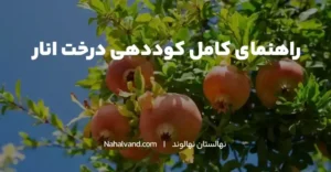 چرا کوددهی برای درختان انار ضروری است؟