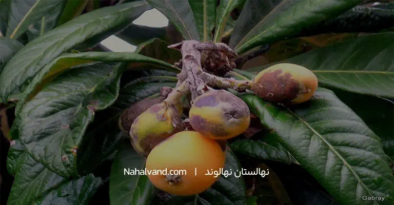 آفات و بیماری های رایج ازگیل