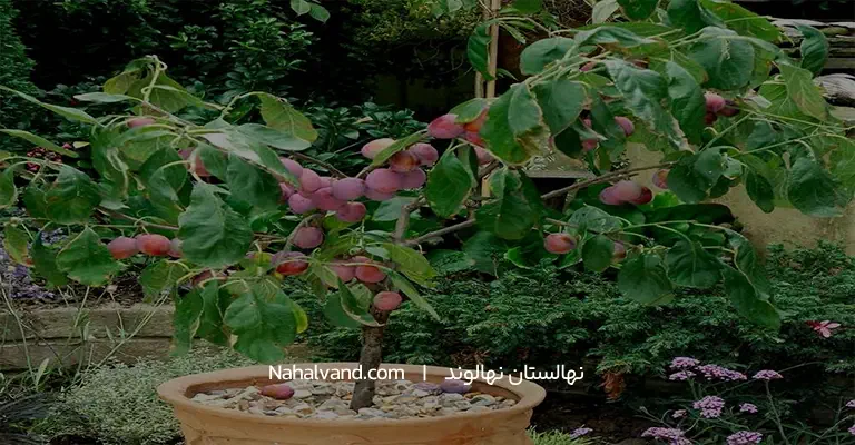 روش کاشت نهال آلو