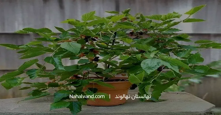 روش کاشت نهال توت