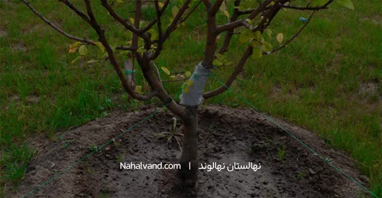 روش کاشت نهال سیب