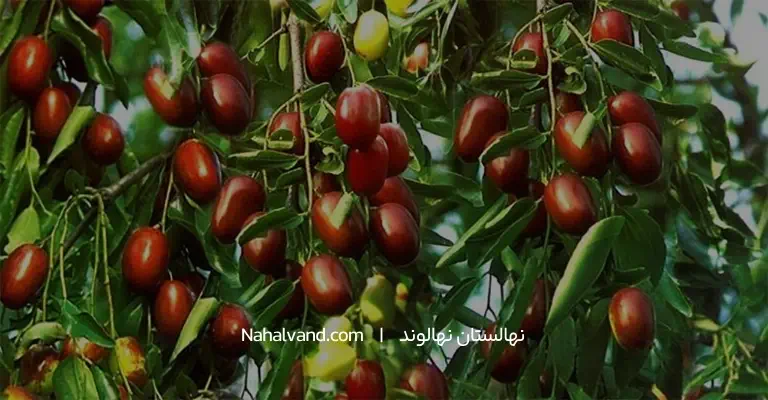 روش کاشت نهال عناب