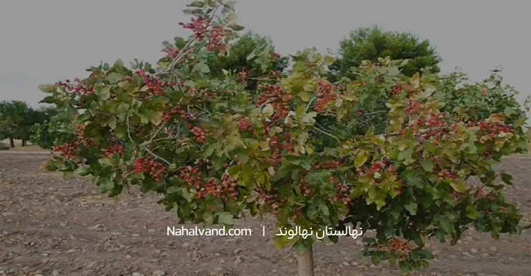 روش کاشت نهال هلو