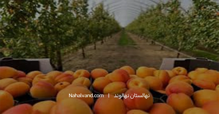 زردآلو در اروپا پراکنش و کشت
