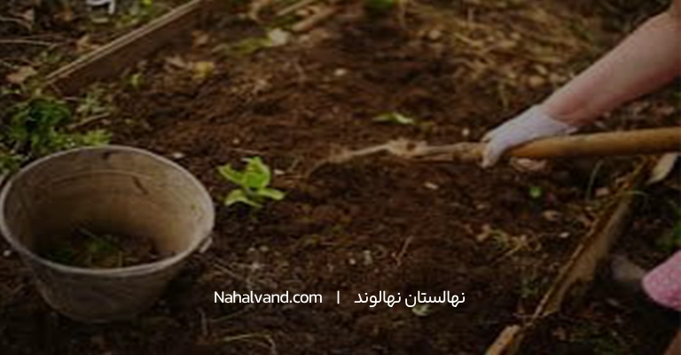 شخم‌زنی  قبل از کاشت نهال