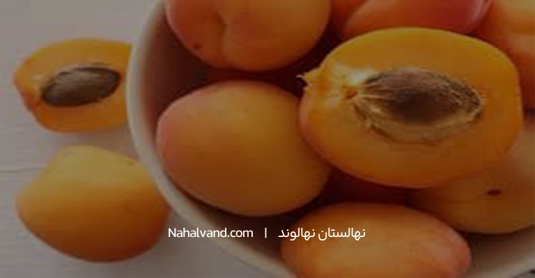 خواص زردالو