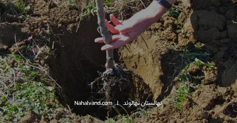 حفر گودال درخت گلابی