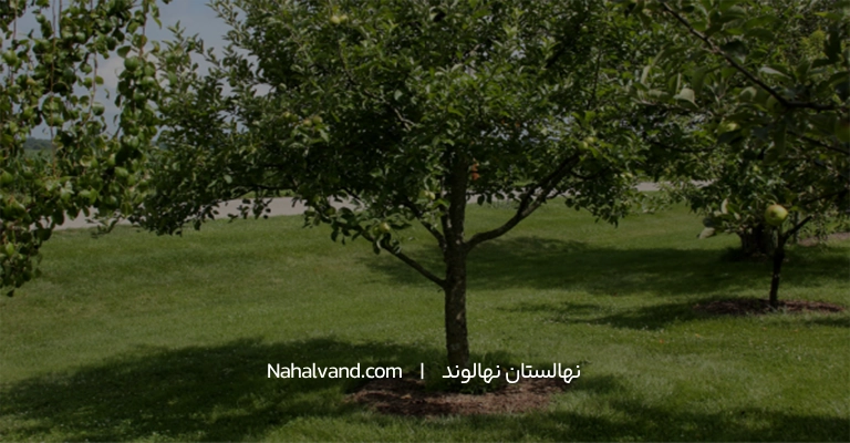 نکات کاشت درخت گلابی