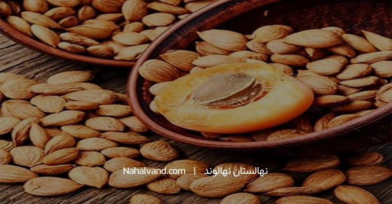 هسته زردالو