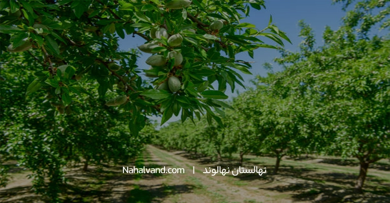کاشت انواع نهال