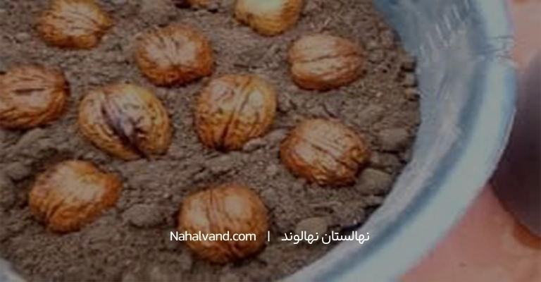 کاشت بذر گردو