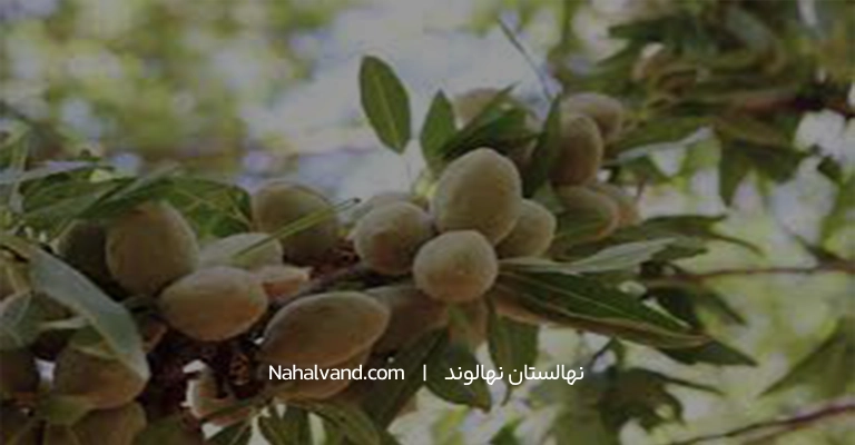 کاشت درخت بادام
