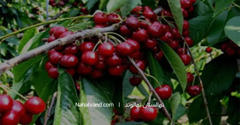 کاشت نهال البالو