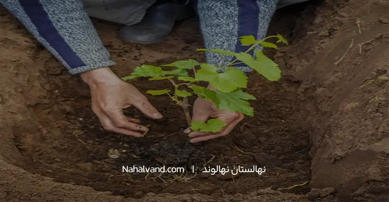 کاشت نهال انگور 