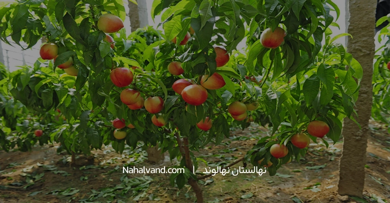 کاشت نهال شلیل