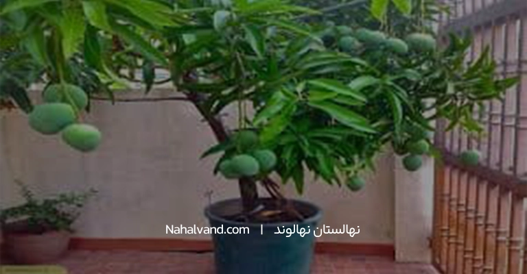 کاشت گردو در گلدان