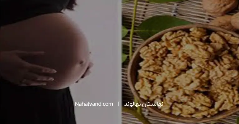 گردو در دوران بارداری