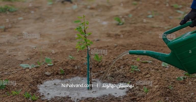 کاشت نهال گلابی