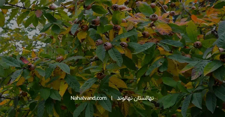 شرایط کاشت ازگیل