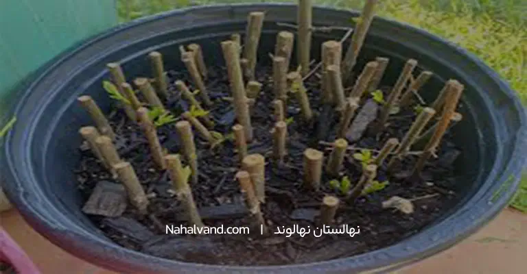 تکثیر ازگیل از طریق قلمه چوبی