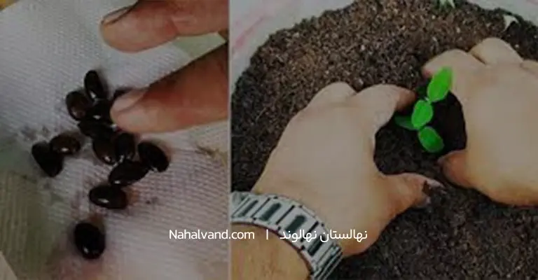 تکثیراز طریق بذر