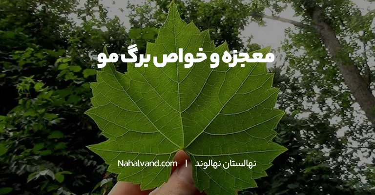 خواص برگ مو