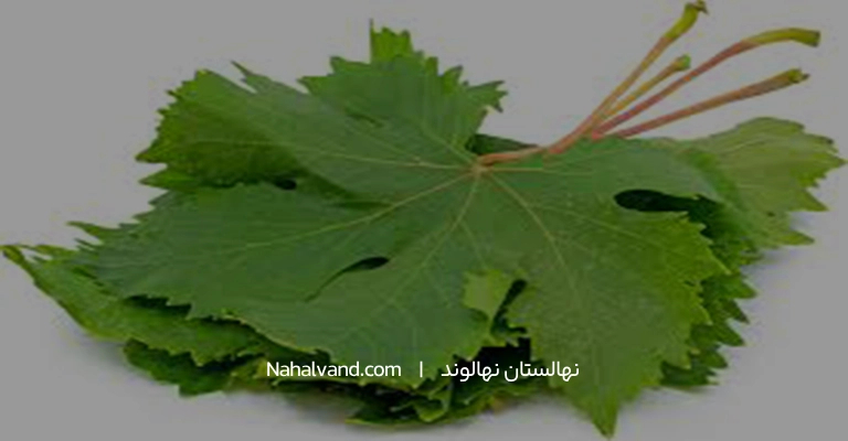 فواید و خواص برگ مو