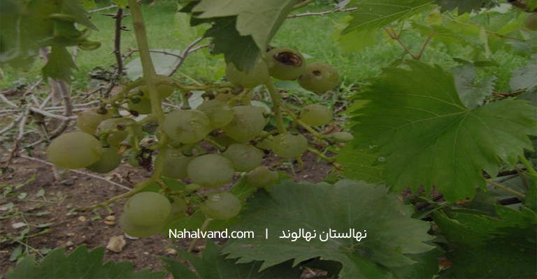 حواص برگ انگور /برگ بو