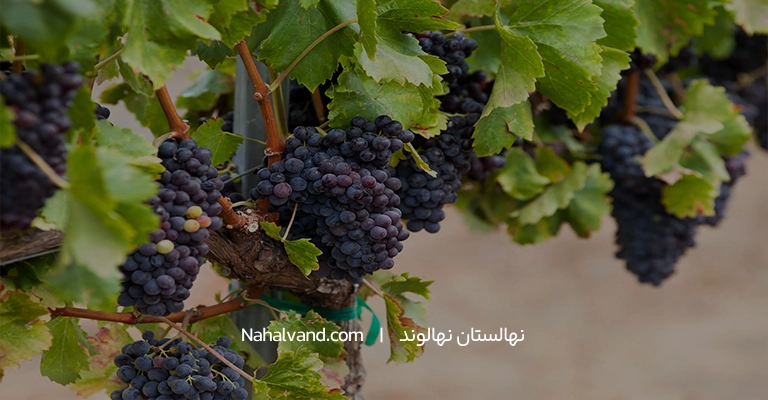برگ مو و انگور برای سنگ کلیه