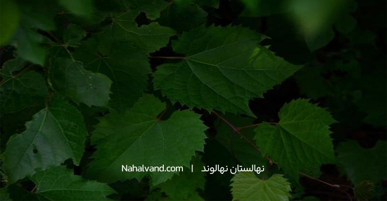 فیبر برگ بو 