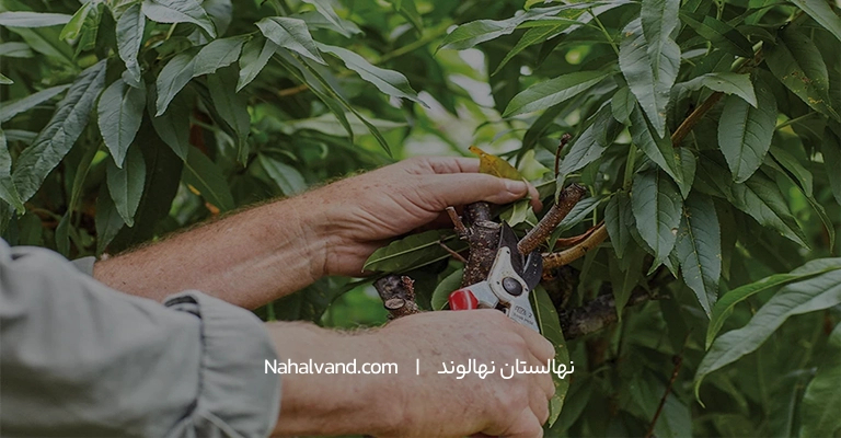 هرس درخنان در تایستان