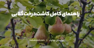 کاشت درخت گلابی