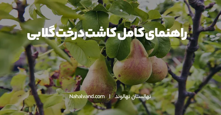 کاشت درخت گلابی