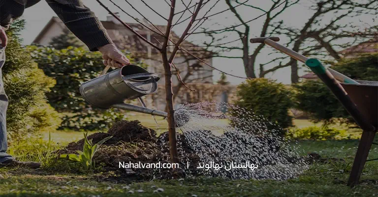 آبیاری نهال و درخت بالغ گوجه سبز
