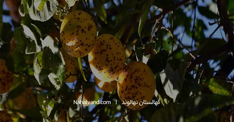آفاتی که با کاشت درخت پرتقال