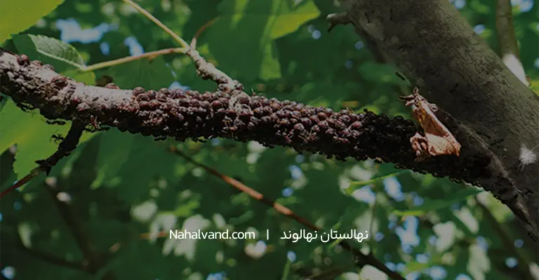 آفت شپشک ها در باغات فندق