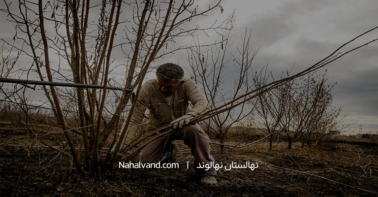 استفاده از پاجوش در تکثیر فندق