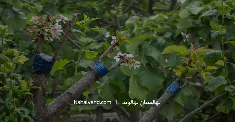 انواع روش کاشت درخت گوجه سبز