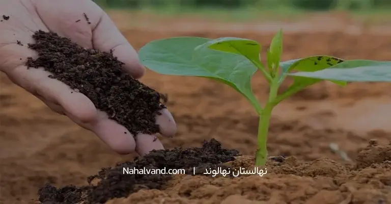انواع کودهای مورد نیاز درخت زرشک