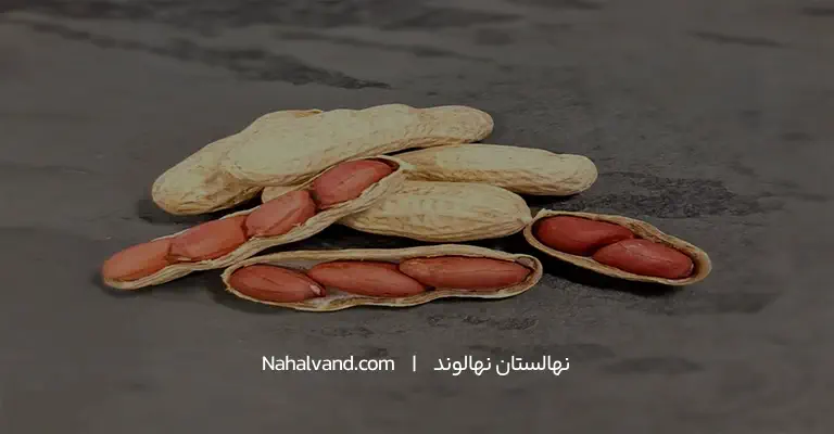 بادام زمنی و کالری و مواد مغدی